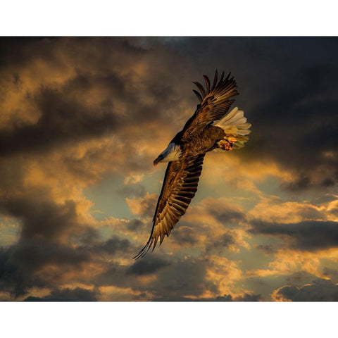 Bald Eagle at Sunset White Modern Wood Framed Art Print by Galloimages Online