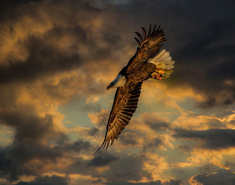 Bald Eagle at Sunset White Modern Wood Framed Art Print with Double Matting by Galloimages Online