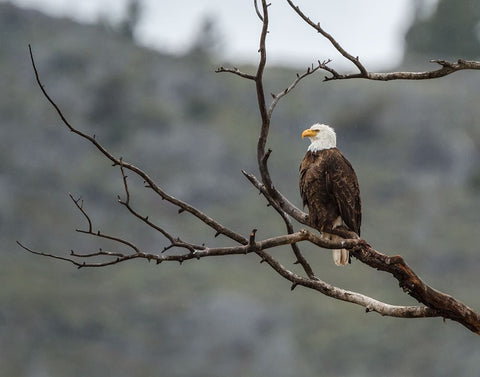 Bald Eagle Perched in YNP White Modern Wood Framed Art Print with Double Matting by Galloimages Online