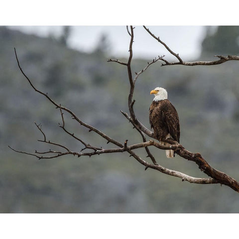 Bald Eagle Perched in YNP Black Modern Wood Framed Art Print by Galloimages Online