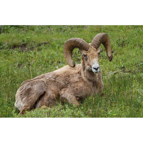 Big Horn Ram Yellowstone Black Modern Wood Framed Art Print by Galloimages Online