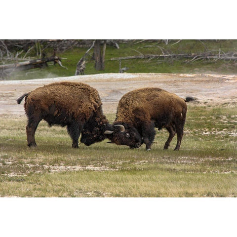 Bison Bulls Sparing YNP White Modern Wood Framed Art Print by Galloimages Online