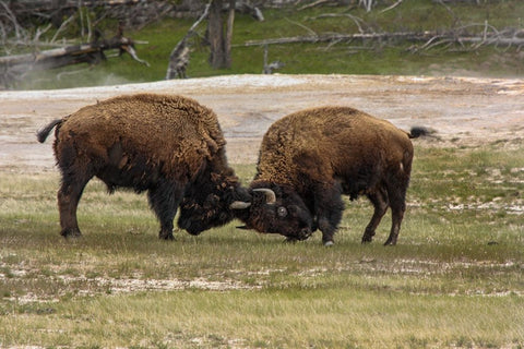 Bison Bulls Sparing YNP White Modern Wood Framed Art Print with Double Matting by Galloimages Online