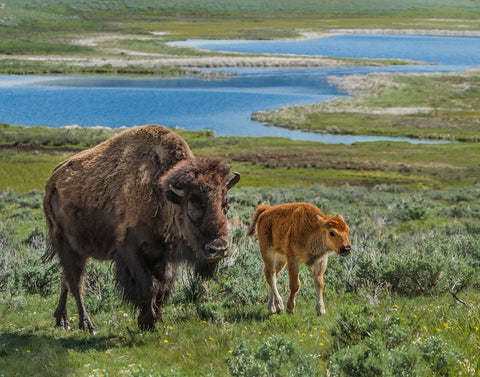 Bison Cow and Calf YNP Black Ornate Wood Framed Art Print with Double Matting by Galloimages Online