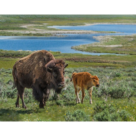 Bison Cow and Calf YNP Black Modern Wood Framed Art Print with Double Matting by Galloimages Online