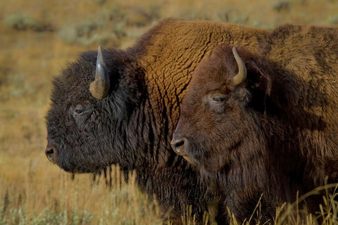 Bison Duo YNP Black Ornate Wood Framed Art Print with Double Matting by Galloimages Online