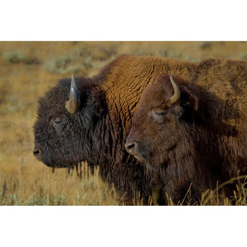 Bison Duo YNP Black Modern Wood Framed Art Print with Double Matting by Galloimages Online