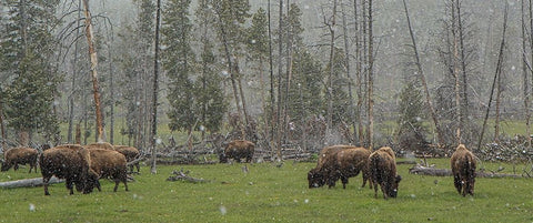 Bison Grazing in Snow YNP Black Ornate Wood Framed Art Print with Double Matting by Galloimages Online