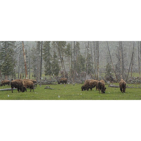 Bison Grazing in Snow YNP White Modern Wood Framed Art Print by Galloimages Online