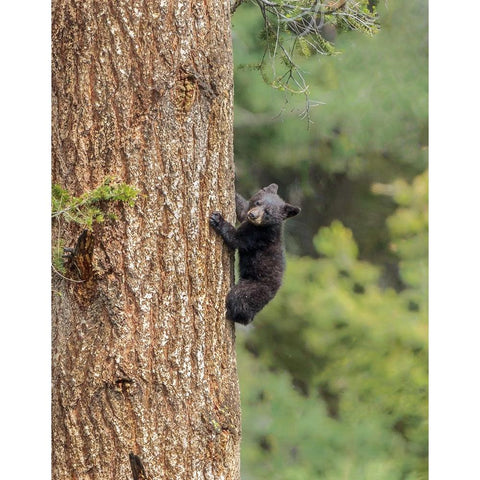 Black Bear Cub Climbing YNP White Modern Wood Framed Art Print by Galloimages Online