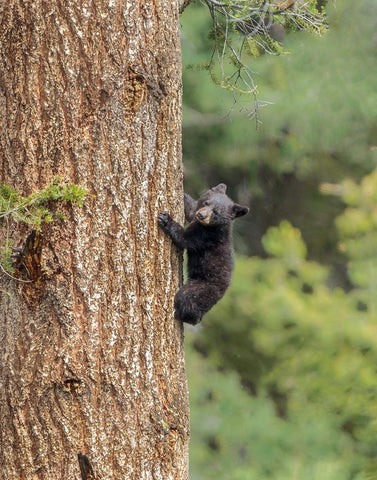 Black Bear Cub Climbing YNP White Modern Wood Framed Art Print with Double Matting by Galloimages Online