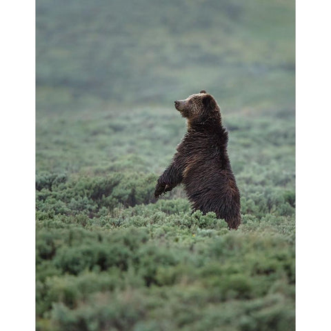 Black Bear Cub Upright YNP Black Modern Wood Framed Art Print with Double Matting by Galloimages Online