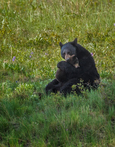 Black Bear Hugging Cub White Modern Wood Framed Art Print with Double Matting by Galloimages Online