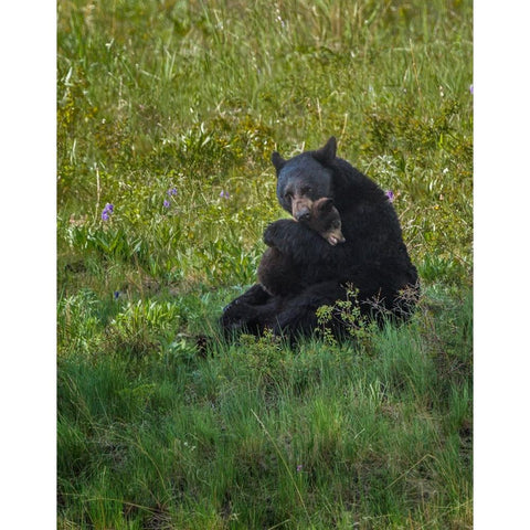 Black Bear Hugging Cub Black Modern Wood Framed Art Print with Double Matting by Galloimages Online