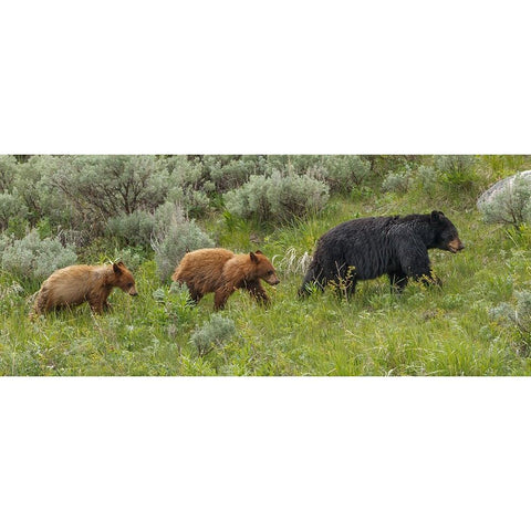 Â Sow and Cubs Walking Black Modern Wood Framed Art Print by Galloimages Online