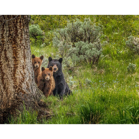 Sow and Cubs Family Gold Ornate Wood Framed Art Print with Double Matting by Galloimages Online