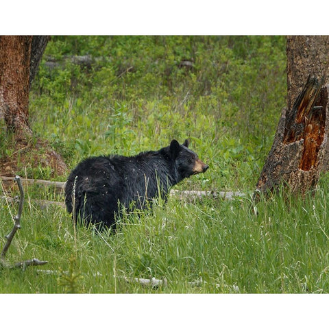 Black Bear Sow Watching Cubs YNP Gold Ornate Wood Framed Art Print with Double Matting by Galloimages Online