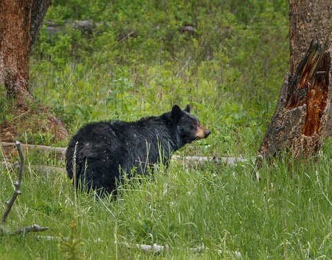 Black Bear Sow Watching Cubs YNP White Modern Wood Framed Art Print with Double Matting by Galloimages Online