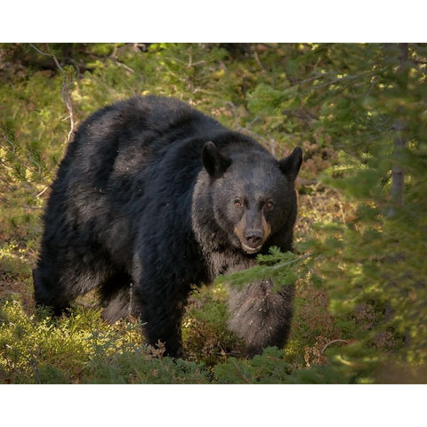 Black Bear Sow YNP White Modern Wood Framed Art Print by Galloimages Online