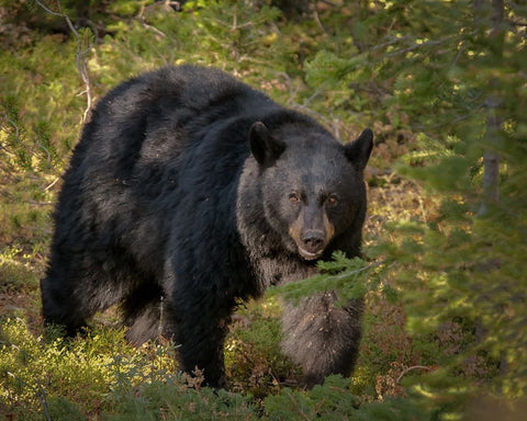 Black Bear Sow YNP White Modern Wood Framed Art Print with Double Matting by Galloimages Online