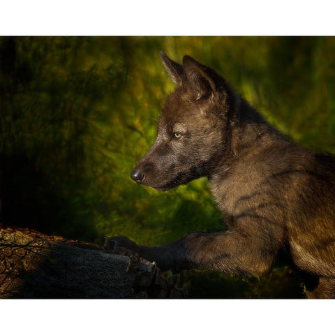 Black Wolf Pup Black Modern Wood Framed Art Print with Double Matting by Galloimages Online