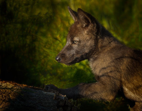 Black Wolf Pup Black Ornate Wood Framed Art Print with Double Matting by Galloimages Online