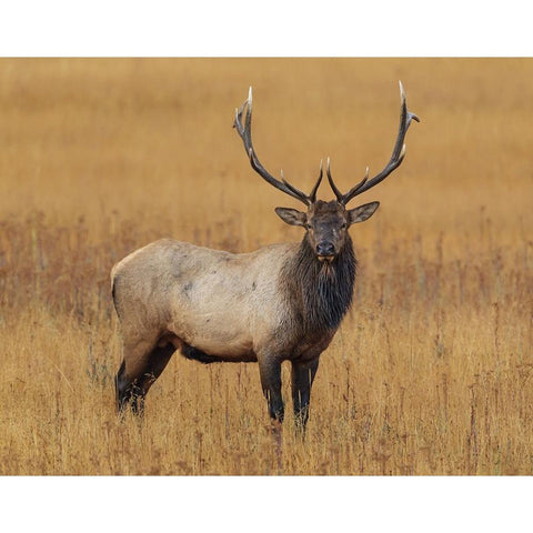 Bull Elk YNP White Modern Wood Framed Art Print by Galloimages Online