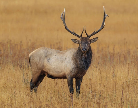 Bull Elk YNP White Modern Wood Framed Art Print with Double Matting by Galloimages Online