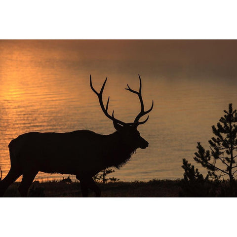 Bull Elk at Sunrise YNP Gold Ornate Wood Framed Art Print with Double Matting by Galloimages Online