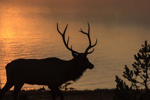 Bull Elk at Sunrise YNP White Modern Wood Framed Art Print with Double Matting by Galloimages Online