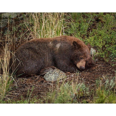 Cinnamon Bear Sleeps YNP Gold Ornate Wood Framed Art Print with Double Matting by Galloimages Online
