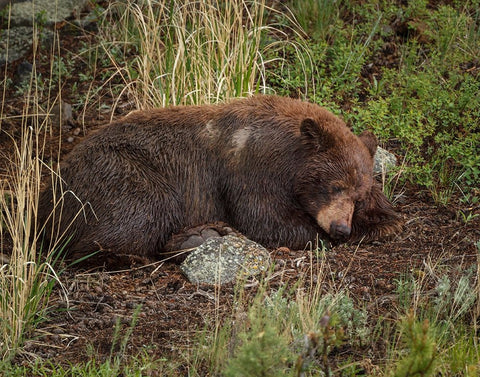 Cinnamon Bear Sleeps YNP White Modern Wood Framed Art Print with Double Matting by Galloimages Online