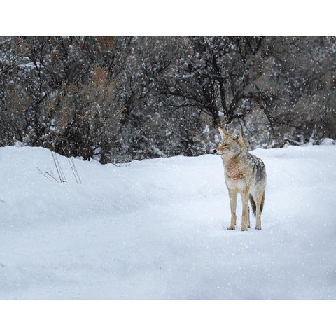 Coyote in Snow YNP Gold Ornate Wood Framed Art Print with Double Matting by Galloimages Online