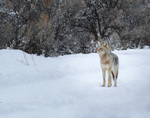 Coyote in Snow YNP Black Ornate Wood Framed Art Print with Double Matting by Galloimages Online