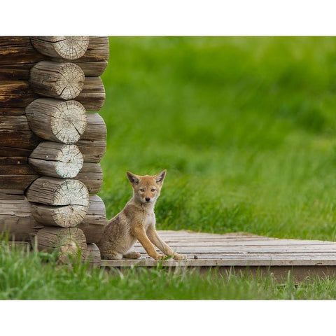 Coyote Pup on Log Cabin Porch White Modern Wood Framed Art Print by Galloimages Online