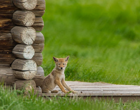 Coyote Pup on Log Cabin Porch White Modern Wood Framed Art Print with Double Matting by Galloimages Online