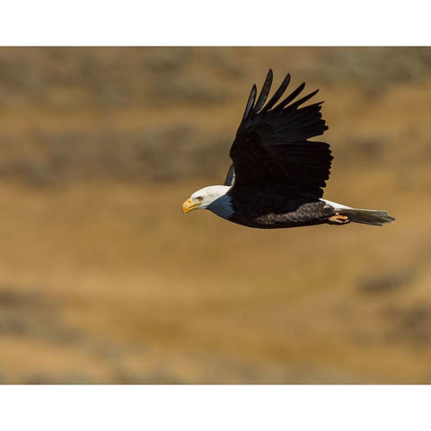 Eagle Flying YNP Black Modern Wood Framed Art Print with Double Matting by Galloimages Online