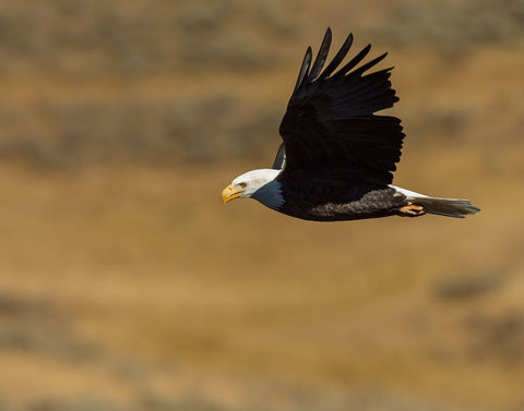 Eagle Flying YNP White Modern Wood Framed Art Print with Double Matting by Galloimages Online