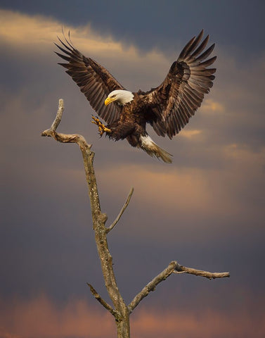 Eagle Landing on Branch Black Ornate Wood Framed Art Print with Double Matting by Galloimages Online