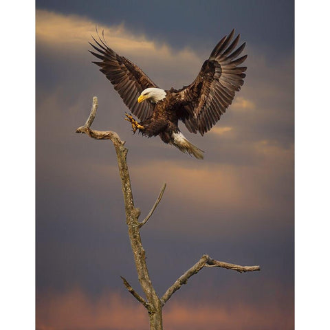 Eagle Landing on Branch Black Modern Wood Framed Art Print with Double Matting by Galloimages Online