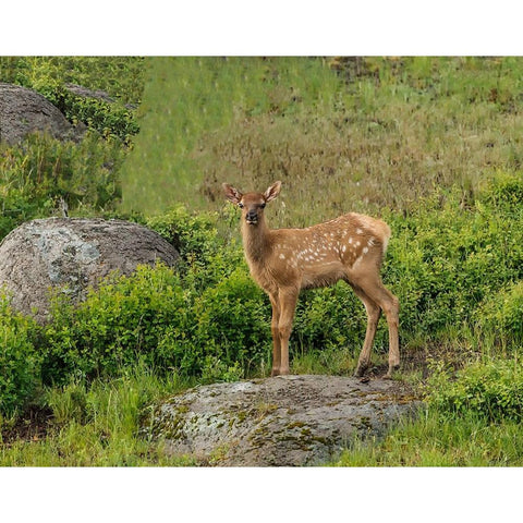 Elk Calf YNP White Modern Wood Framed Art Print by Galloimages Online