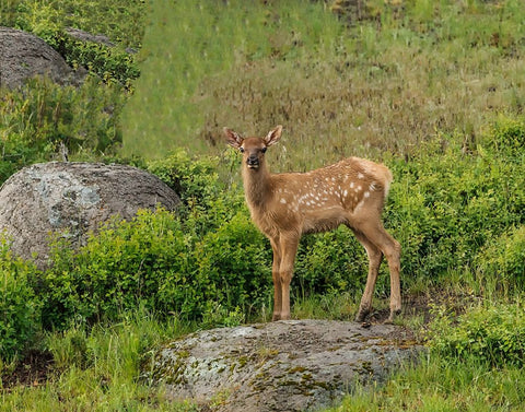 Elk Calf YNP White Modern Wood Framed Art Print with Double Matting by Galloimages Online