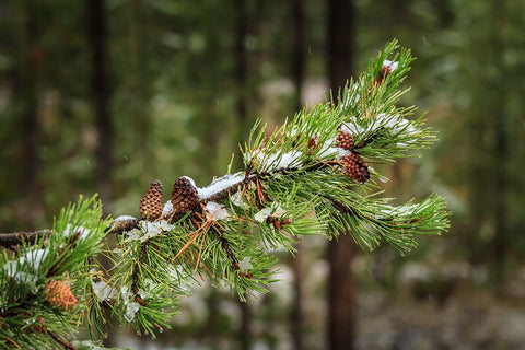 First Snowfall YNP White Modern Wood Framed Art Print with Double Matting by Galloimages Online