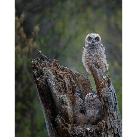 Great Horned Owlets Black Modern Wood Framed Art Print with Double Matting by Galloimages Online