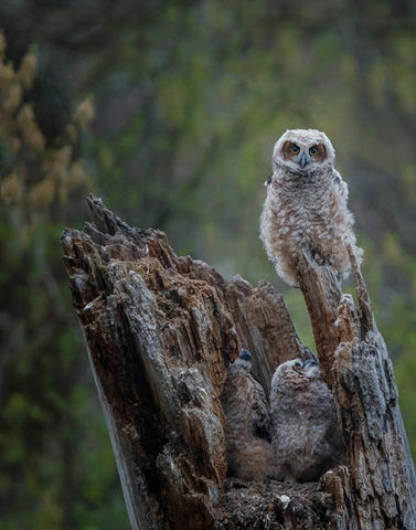 Great Horned Owlets White Modern Wood Framed Art Print with Double Matting by Galloimages Online