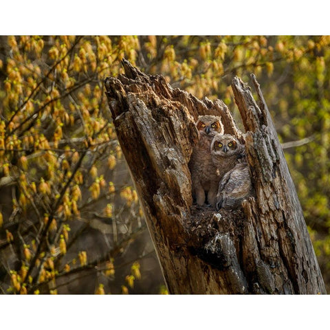 Great Horned Owlets 2 White Modern Wood Framed Art Print by Galloimages Online