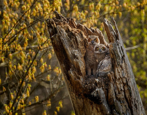 Great Horned Owlets 2 White Modern Wood Framed Art Print with Double Matting by Galloimages Online