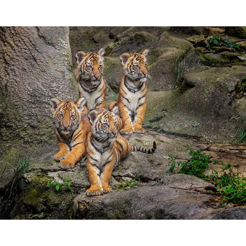 Malayan Tiger Cubs Oil Paint Black Modern Wood Framed Art Print with Double Matting by Galloimages Online