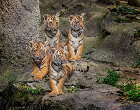 Malayan Tiger Cubs Oil Paint White Modern Wood Framed Art Print with Double Matting by Galloimages Online