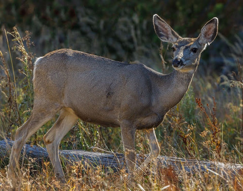 Mule Deer YNP White Modern Wood Framed Art Print with Double Matting by Galloimages Online